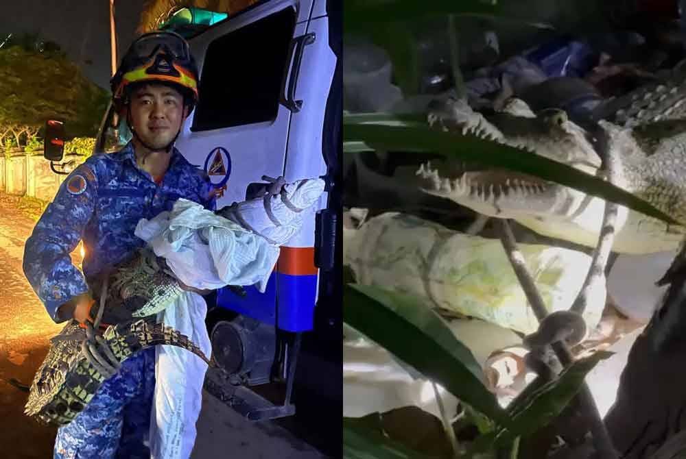 Buaya yang muncul di kawasan Kampung Likas, Kota Kinabalu.