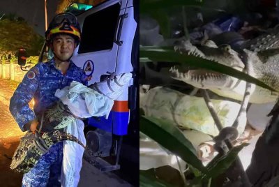 Buaya yang muncul di kawasan Kampung Likas, Kota Kinabalu.