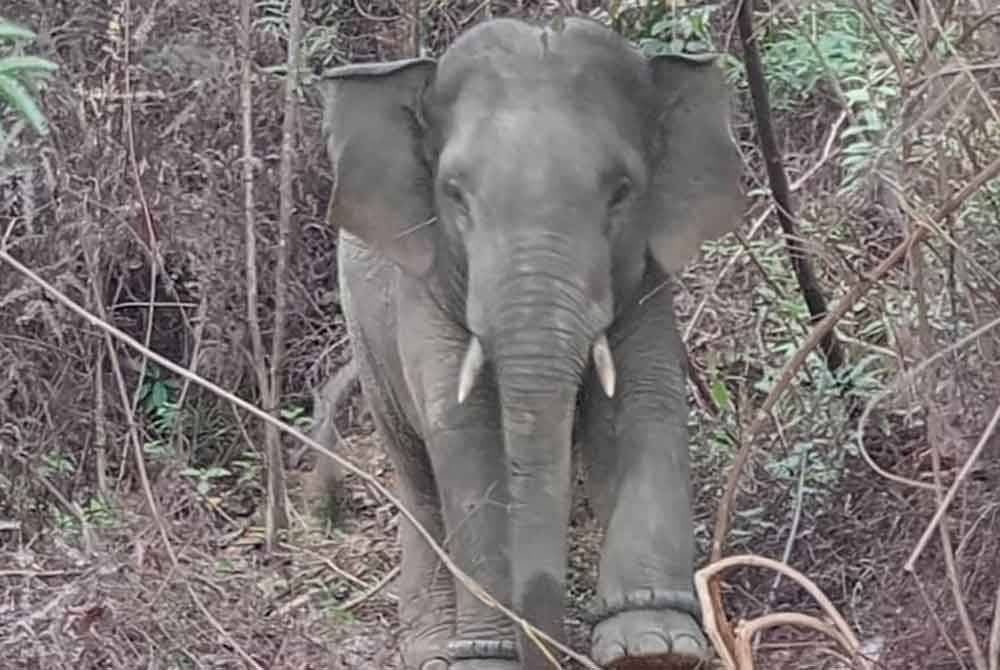 Perhilitan Kelantan percaya gajah liar yang 'naik minyak' masih berada di kawasan berhampiran di Kampung Laloh, Kuala Krai.
