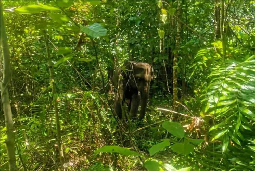 Perhilitan Kelantan menasihatkan penduduk di Kampung Laloh, Kuala Krai supaya berteman apabila ke kebun atau hentikan dahulu aktiviti tersebut buat sementara waktu susulan gajah liar yang menyerang anggota jabatan terbabit dan penoreh getah pada Khamis lalu masih bebas.