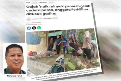 Laporan Sinar Harian berhubung serangan gajah liar yang mencederakan seorang penoreh getah dan anggota Perhilitan di Kampung Laloh, Kuala Krai pada Khamis.