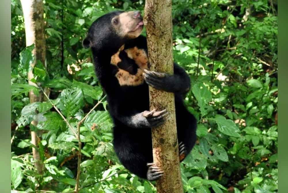 Beruang makan anai-anai di batang pokok getah. Gambar hiasan.