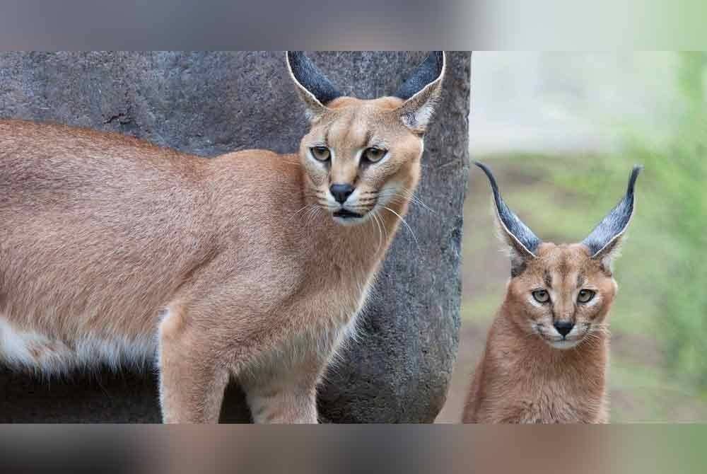 Caracal mencetuskan kekecohan di sebuah pangkalan tentera Israel apabila ia menyerang dan menggigit beberapa anggota tentera.