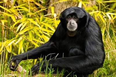 Pegawai lapangan terbang di selatan India telah menggagalkan cubaan menyeludup enam monyet terancam dari Malaysia ke India dan menghantar semula hidupan liar yang dirampas itu ke Kuala Lumpur. Gambar hiasan