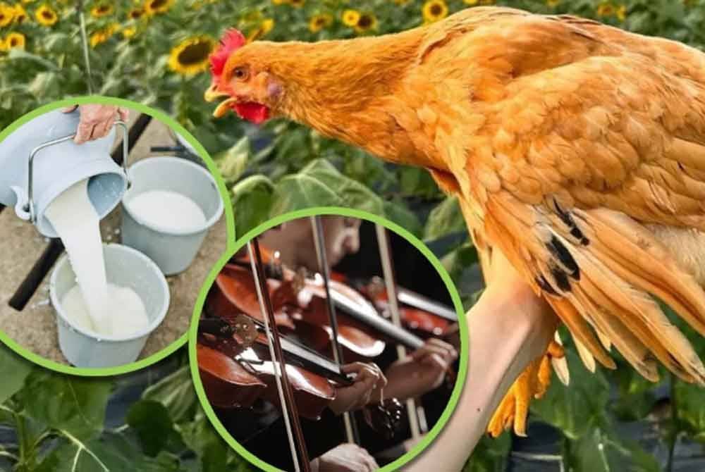 Sunflower chicken adalah sebahagian daripada baka ayam tiga kuning atau dikenali sebagai ayam maharaja. Foto Agensi