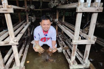 Noor Saiful menunjukkan bongkah cendawan yang rosak akibat banjir di Kampung Parit Hassan, Benut.