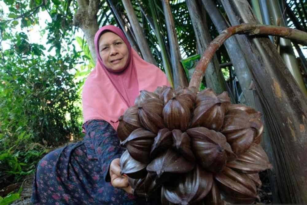 Selain kaya dengan sumber gula, nira nipah juga boleh dijadikan cuka dan bahan boleh diperbaharui, etanol, manakala daunnya boleh dibuat bumbung atap. - Gambar Bernama