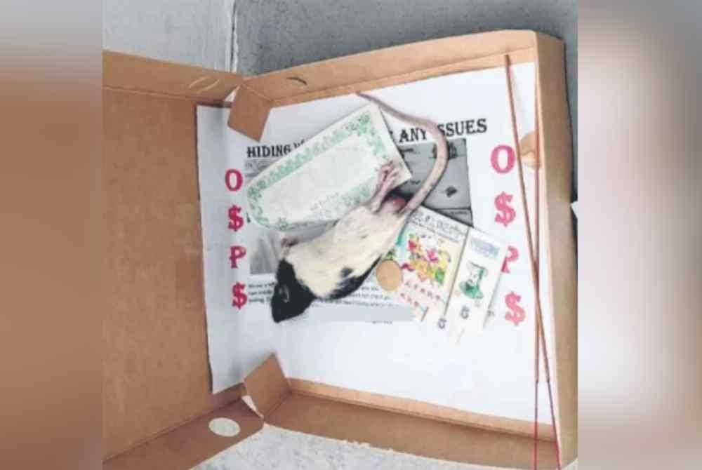 Bangkai tikus yang dihantar oleh along ke rumah peminjam sebagai amaran awal. Foto Agensi