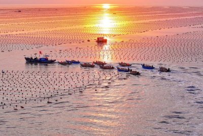 Foto dron udara yang diambil pada 13 Mac 2025 menunjukkan nelayan memandu bot ke kawasan penternakan ikan di ladang marin di Bandar Rongcheng, Wilayah Shandong di timur China. Foto Xinhua