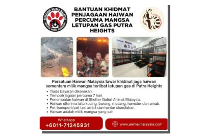 Persatuan Haiwan Malaysia tawar khidmat penjagaan percuma untuk haiwan milik mangsa letupan gas di Putra Heights.