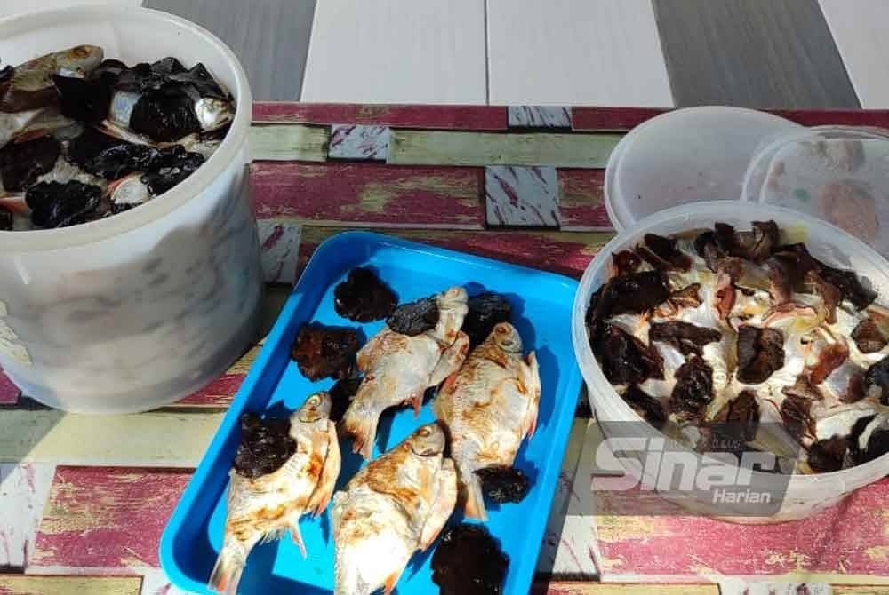 Mohd Azri hanya menggunakan ikan lampam sungai yang banyak terdapat di Sungai Triang berhampiran Kampung Sungai Buloh untuk membuat pekasam.