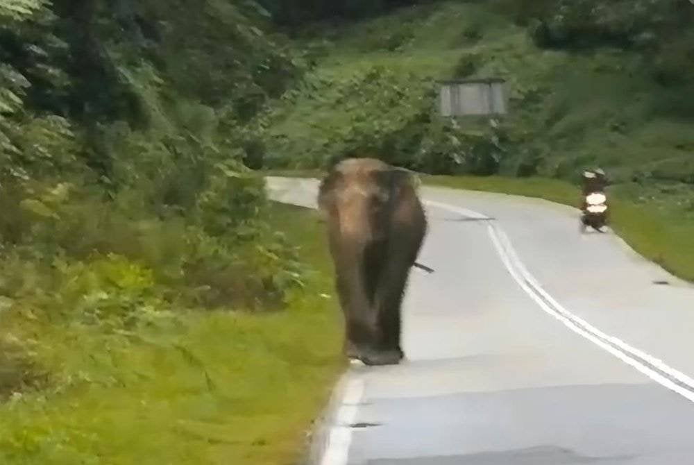 Tangkap layar sebuah video tular menunjukkan seekor gajah muncul di jalan masuk Kampung Kuala Gris, Kuala Krai pada petang Rabu.