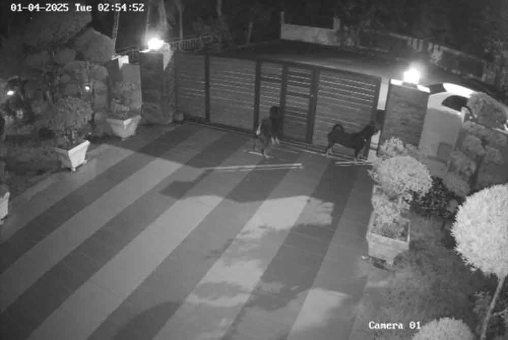 Rakaman kamera litar tertutup (CCTV) pemilik anjing Rottweiler yang mendakwa berlaku pergaduhan dengan anjing liar di luar pagar menyebabkan pagar rumahnya sedikit terbuka membolehkan haiwan itu terlepas.