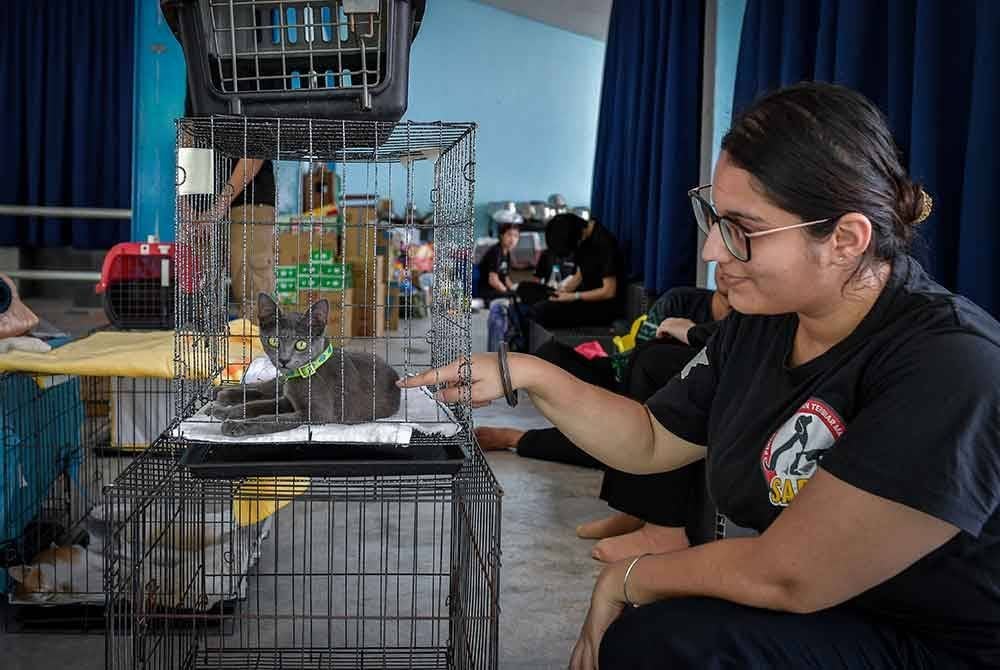 Bantuan rawatan kecemasan untuk haiwan peliharaan yang terlibat dalam insiden kebakaran saluran paip gas dengan kerjasama SPCA Selangor, Persatuan Haiwan Terbiar Malaysia (SAFM), Animal Kindness Coalition (AKC) dan badan kesukarelawan. Foto Bernama