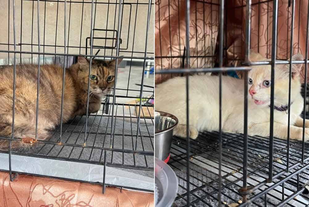 Antara kucing yang berjaya diselamatkan di Putra Heights, di sini, pada Selasa.