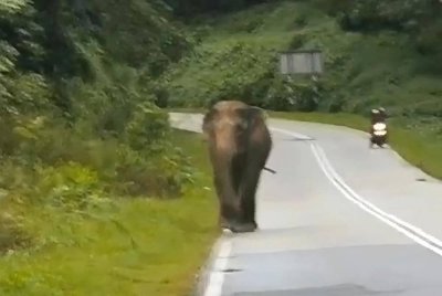 Tangkap layar sebuah video tular menunjukkan seekor gajah muncul di jalan masuk Kampung Kuala Gris, Kuala Krai pada petang Rabu.