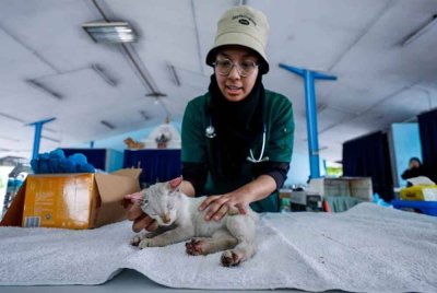 Doktor veterinary sedang merawat seekor anak kucing yang cedera susulan insiden kebakaran saluran paip di Putra Heights pada Selasa.