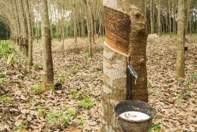Pasaran getah Malaysia mengakhiri dagangan Khamis dengan lebih rendah, seiring prestasi pasaran niaga hadapan susulan tindakan AS mengumumkan kenaikan tarif. Gambar hiasan