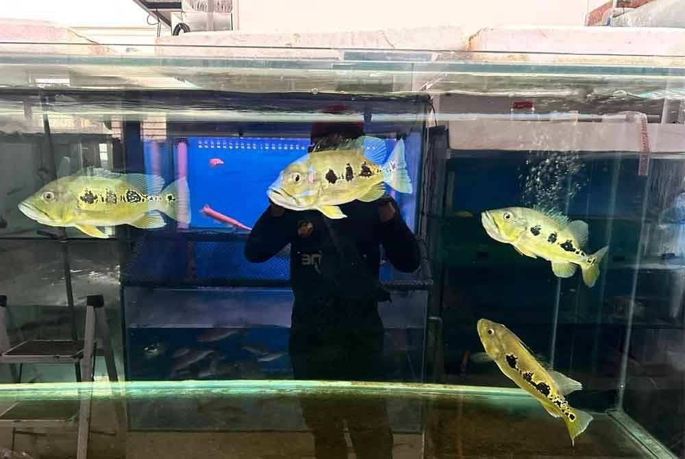 Peacock bass antara spesies ikan larangan yang dikesan dijual di premis akuarium dan ikan hiasan dalam negara.