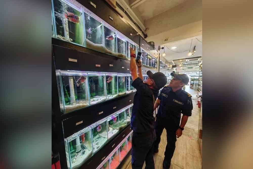 Pasukan penguat kuasa DOF menjalankan pemeriksaan di premis ikan hiasan dalam usaha mengekang penjualan ikan larangan.