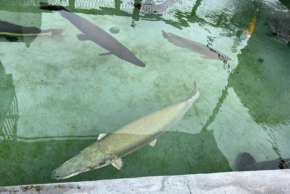 Alligator gar antara menjadi pilihan untuk dimiliki pada musim perayaan.