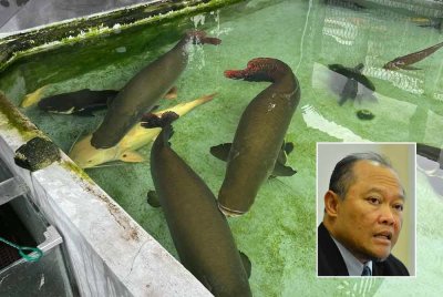 Arapaima menjadi spesies paling popular menjadi pilihan untuk dimiliki pada musim perayaan. Gambar kecil: Adnan