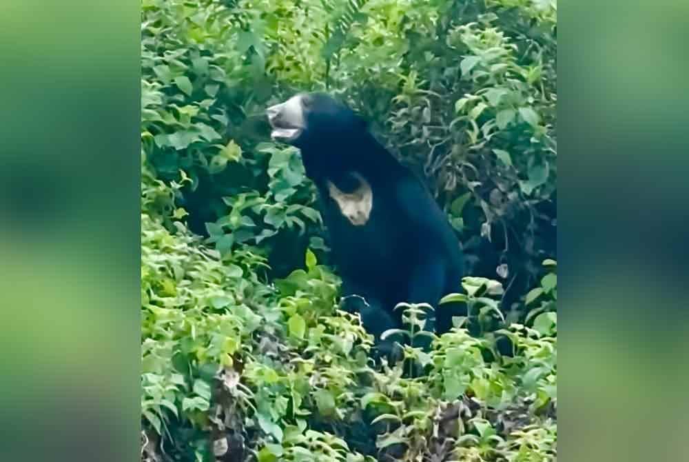 Foto tular beruang berkenaan yang dilihat muncul di kawasan semak berhampiran lot kedai.