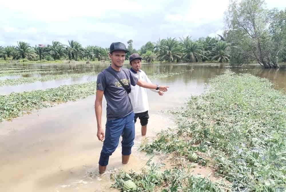 Nasiruddin (kiri) dan Azhar menunjukkan tanaman tembikai diusahakan mereka di Kampung Nyatuh, Setiu yang musnah selepas dilanda banjir kilat.