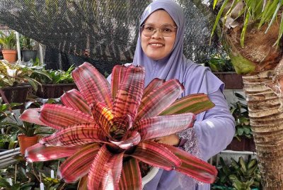 Noor Hasnida menunjukkan bromeliad jenis Neoregelia Precision purple yang menjadi buruan peminat bunga.