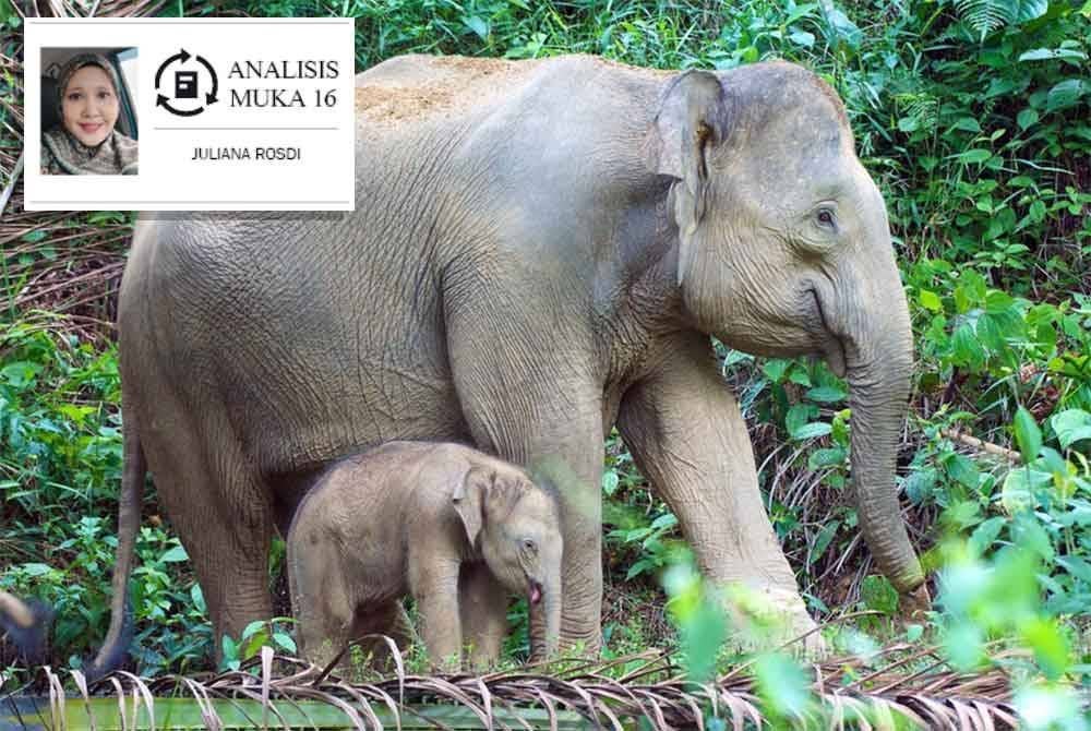 Konflik gajah dan manusia adalah refleksi ketidakseimbangan antara pembangunan dan pemuliharaan alam. Gambar hiasan