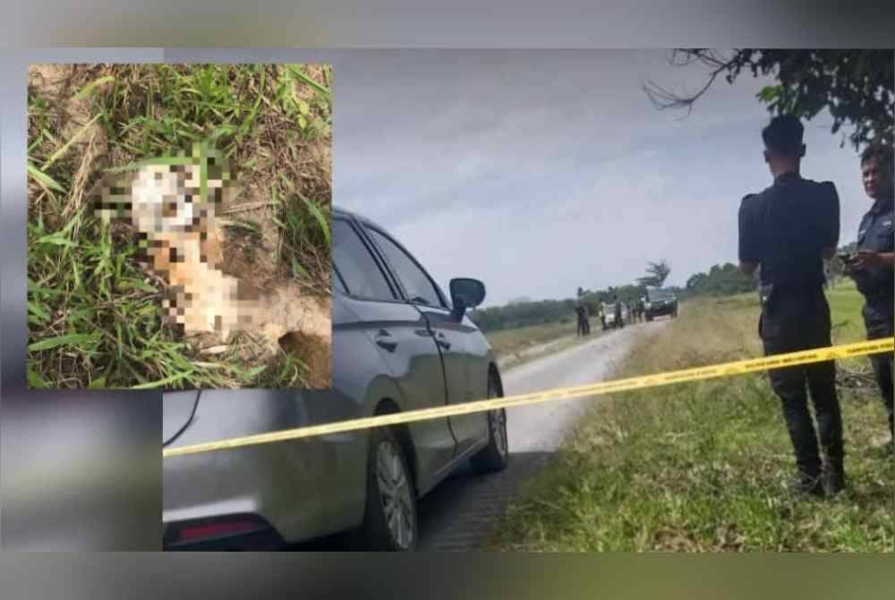 Polis Pasir Puteh menerima maklumat mengenai penemuan tengkorak dan tulang dipercayai rangka manusia di kawasan sawah padi Kampung Bukit Abal, Pasir Puteh. Foto tular ihsan pembaca.