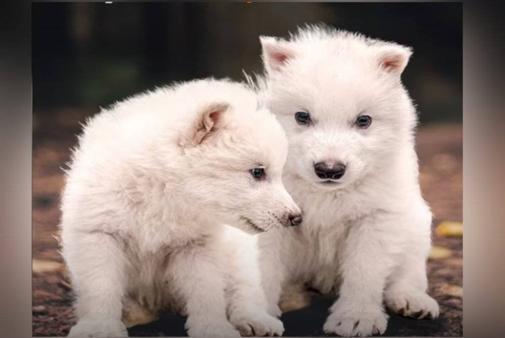 Dua anak serigala dire yang dinamakan Romulus dan Remus, masing-masing berusia enam bulan, telah berjaya dihasilkan oleh syarikat bioteknologi berpangkalan di Texas, Colossal Biosciences. Agensi