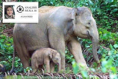 Konflik gajah dan manusia adalah refleksi ketidakseimbangan antara pembangunan dan pemuliharaan alam. Gambar hiasan
