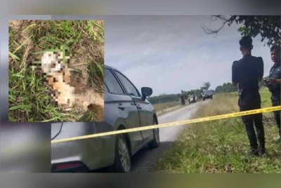 Polis Pasir Puteh menerima maklumat mengenai penemuan tengkorak dan tulang dipercayai rangka manusia di kawasan sawah padi Kampung Bukit Abal, Pasir Puteh. Foto tular ihsan pembaca.