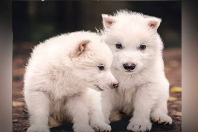 Dua anak serigala dire yang dinamakan Romulus dan Remus, masing-masing berusia enam bulan, telah berjaya dihasilkan oleh syarikat bioteknologi berpangkalan di Texas, Colossal Biosciences. Agensi