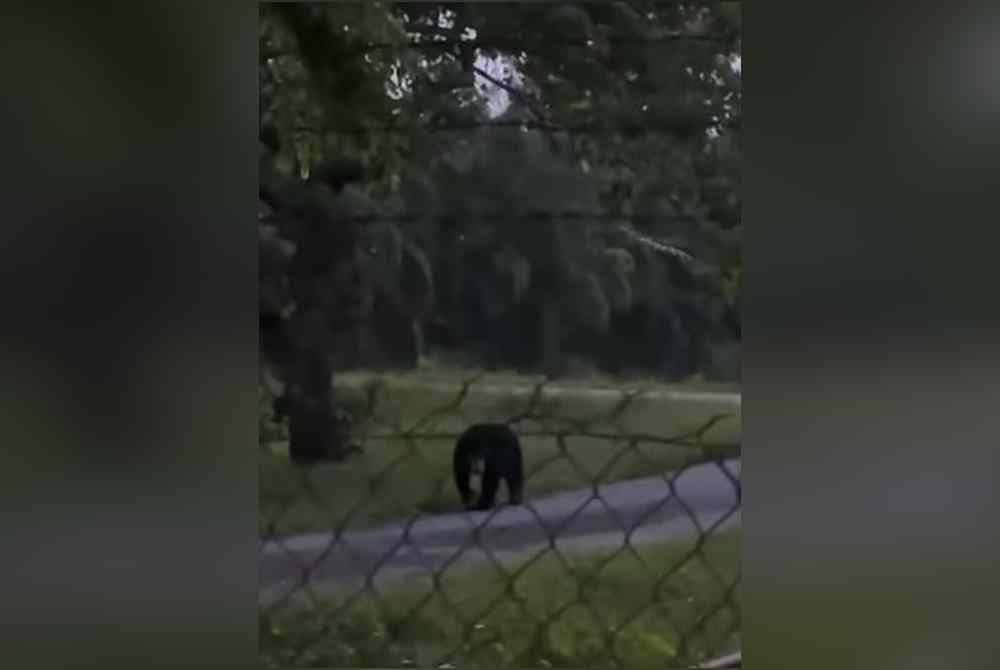 Kelibat beruang matahari dikesan berkeliaran di sebuah kebun di Rancangan Tanah Belia 2, Sungai Panjang di sini pada Isnin.