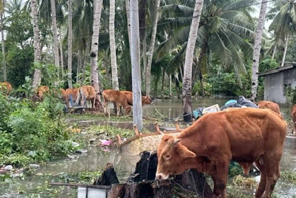 Penternak dinasihati supaya tidak membiarkan lembu berkeliaran di jalan raya.