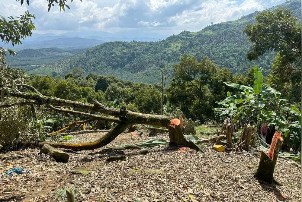 Sebahagian pokok durian musang king yang ditebang dalam operasi penguatkuasaan di Sungai Ruan, Raub pada Selasa. Foto FB Choi Yu Hui