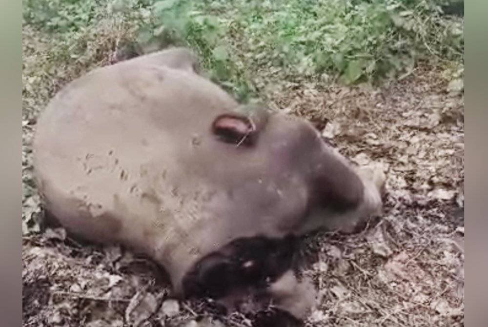 Ahad lalu, Sinar Harian melaporkan penemuan bangkai seekor gajah tanpa kepala di kawasan Kalabakan.