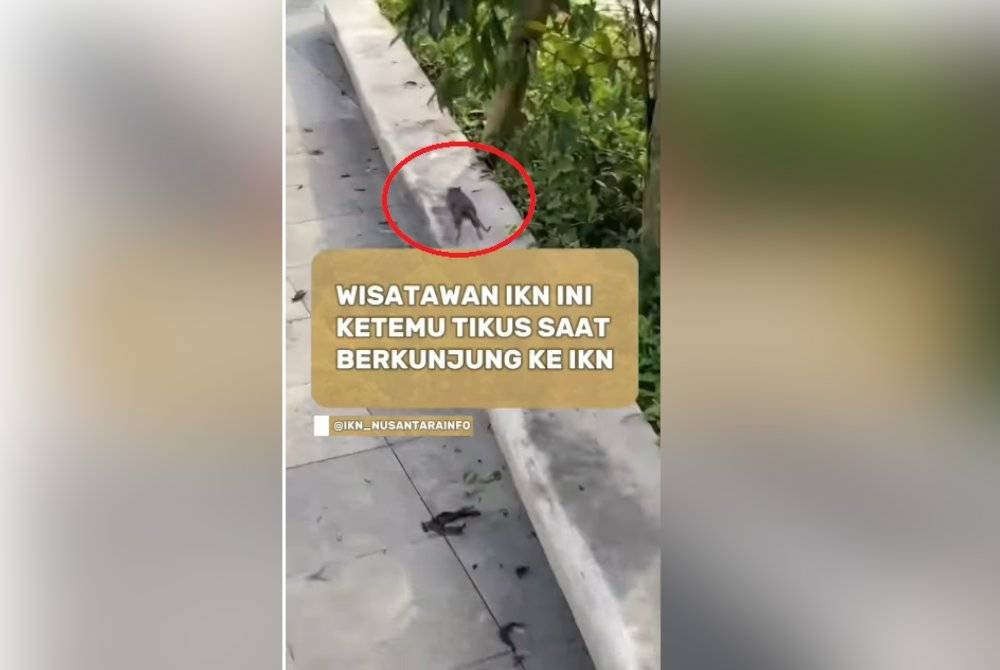 Kelibat tikus dirakamkan pelancong semasa mengunjungi IKN baru-baru ini. Foto Agensi 