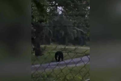 Kelibat beruang matahari dikesan berkeliaran di sebuah kebun di Rancangan Tanah Belia 2, Sungai Panjang di sini pada Isnin.