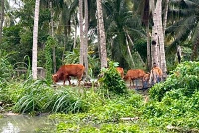 Penternak didapati membiarkan lembu mereka di tempat awam boleh dikenakan kompaun sehingga RM2,000.