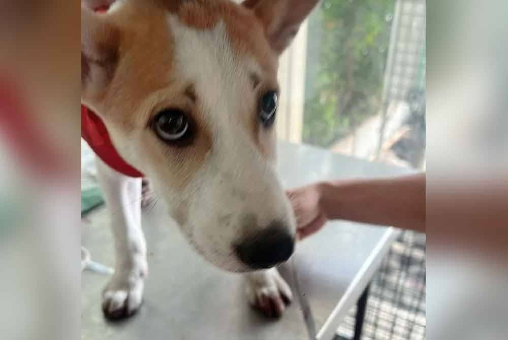 Anjing yang dilaporkan berada dalam keadaan stabil, namun masih trauma. Foto sumber Facebook