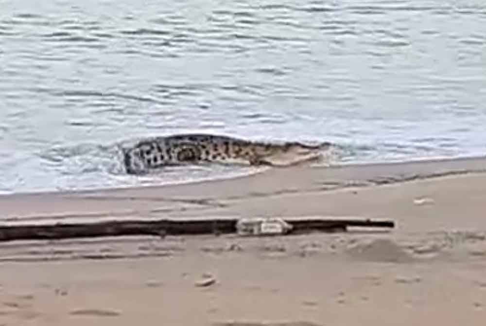 Tangkap layar menunjukkan seekor buaya bersantai di pantai sebelum beredar ke laut.