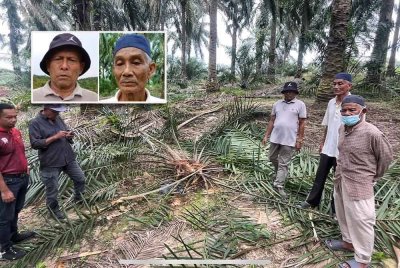 Anak pokok kelapa sawit yang dimusnahkan gajah di salah satu ladang milik salah seorang peneroka Felda Bukit Kuantan. Gambar kecil: Bakaruddin dan Derahman