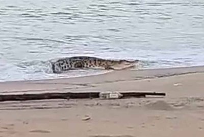 Tangkap layar menunjukkan seekor buaya bersantai di pantai sebelum beredar ke laut.