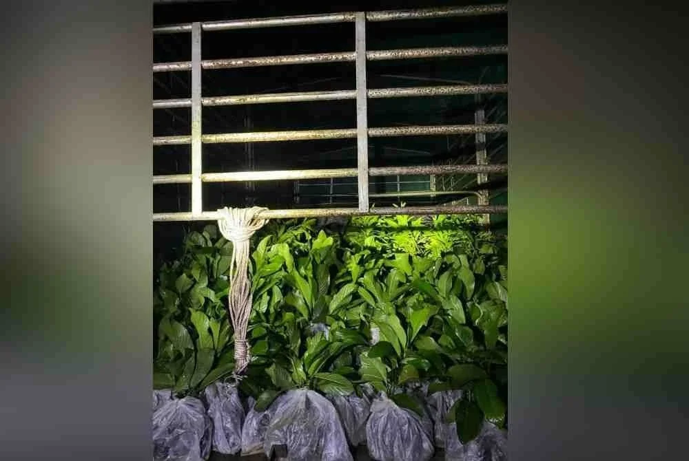 Sebahagian daripada 6,000 anak pokok buah-buahan yang diseludup dari Thailand.