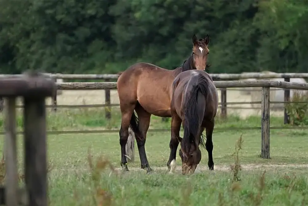 Jangkitan selesema ekuin dilaporkan di tiga ladang kuda di Kumamoto, Jepun. Gambar hiasan