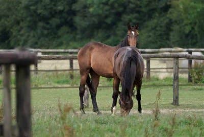 Jangkitan selesema ekuin dilaporkan di tiga ladang kuda di Kumamoto, Jepun. Gambar hiasan