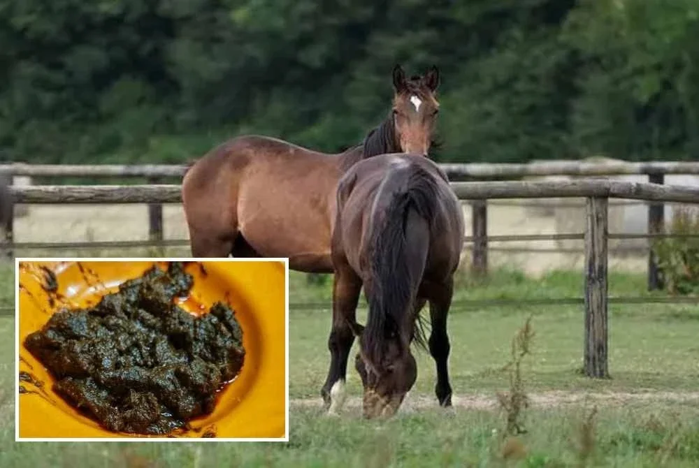 Rumah Terbuka Aidilfitri di Felda Jengka 24 menyediakan hidangan istimewa daging kuda buat hampir 2,000 pengunjung tahun ini. Gambar kecil: Rendang kuda yang siap dimasak.